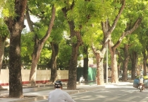 Gỗ Xà Cừ – Đặc Điểm, Ứng Dụng Và Giá Gỗ Xà Cừ Mới Nhất Trên Thị Trường