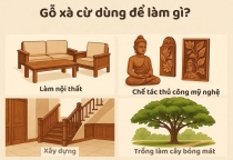 Gỗ xà cừ dùng để làm gì? Công dụng của gỗ xà cừ
