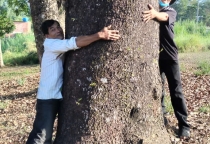 Gỗ xà cừ tại Thiên Phát - nguồn cung gỗ xà cừ uy tín