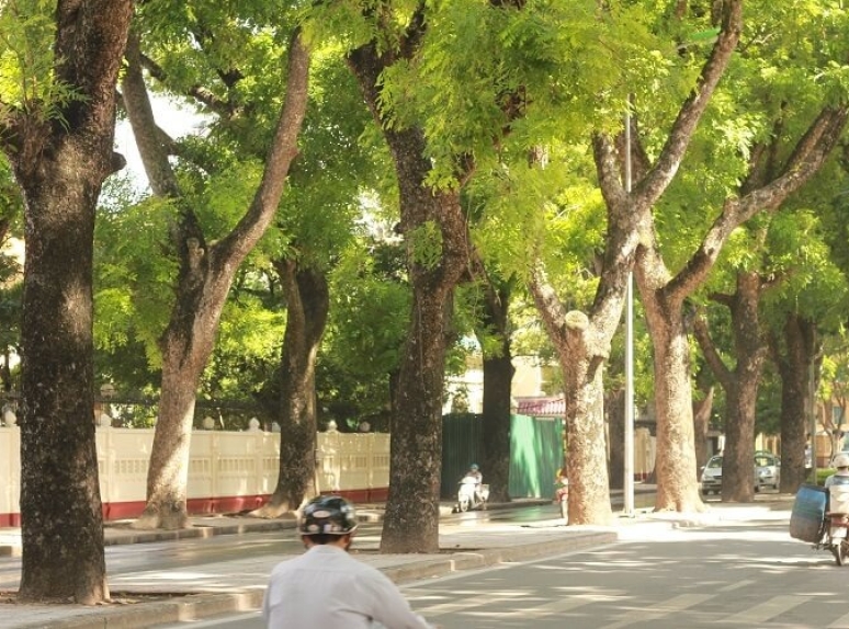 Gỗ Xà Cừ – Đặc Điểm, Ứng Dụng Và Giá Gỗ Xà Cừ Mới Nhất Trên Thị Trường