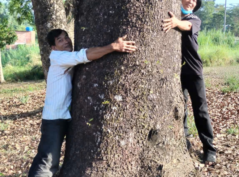 Gỗ xà cừ tại Thiên Phát - nguồn cung gỗ xà cừ uy tín