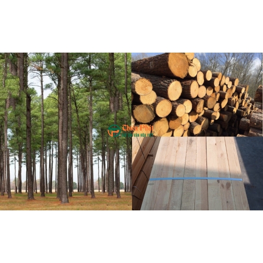 Gỗ thông xẻ sấy nhập khẩu